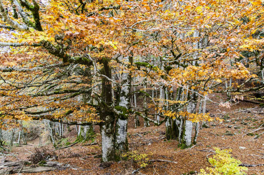 Comunidad Foral de Navarra 060 - Selva de Irati.jpg